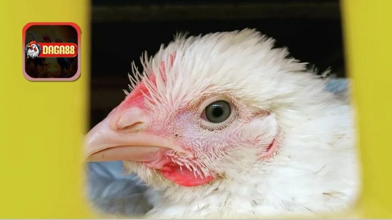 Khái Niệm Và Nguyên Nhân Gây Bệnh Coryza