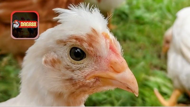 Tác Động Của Bệnh Coryza Đối Với Gà Đá