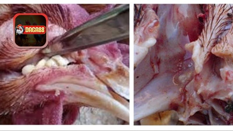 Triệu Chứng Của Bệnh Coryza Ở Gà