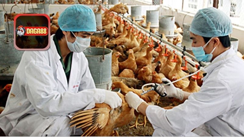 Tác động đến hoạt động đá gà