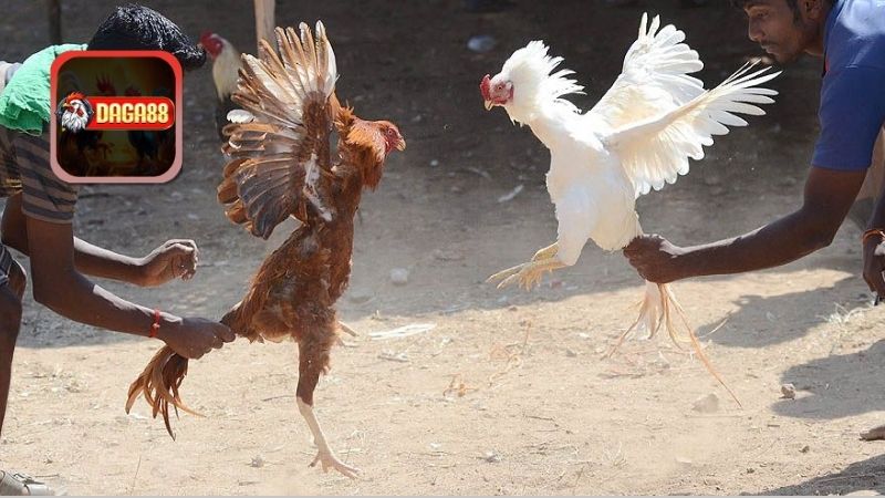 Quy trình cơ bản của cách vần gà chọi