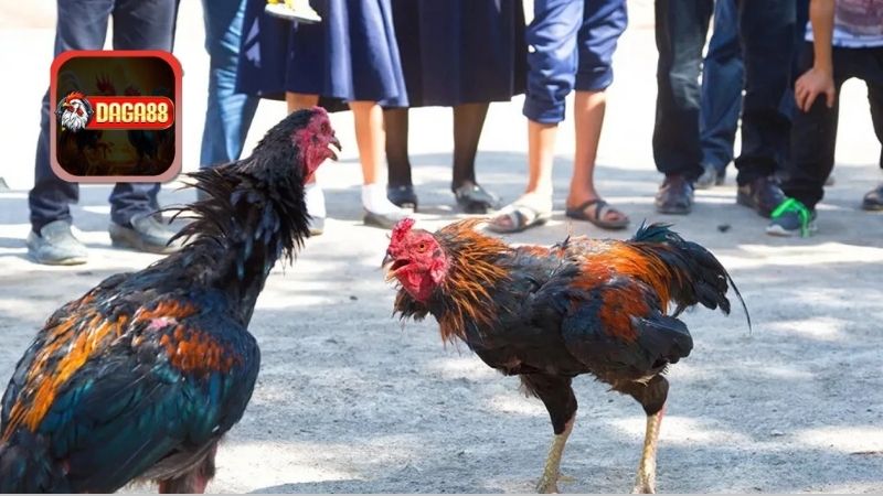 Tâm lý và tình cảm trong quá trình thực hiện cách vần gà chọi