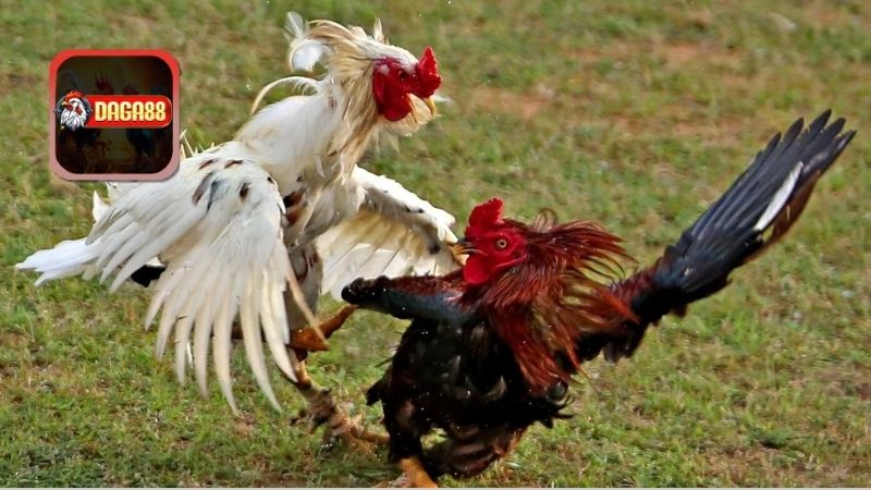 Chăm sóc sức khỏe