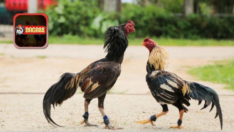 Môi trường sống