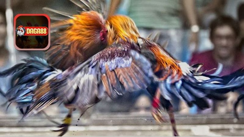 Sự phát triển đá gà trực tiếp