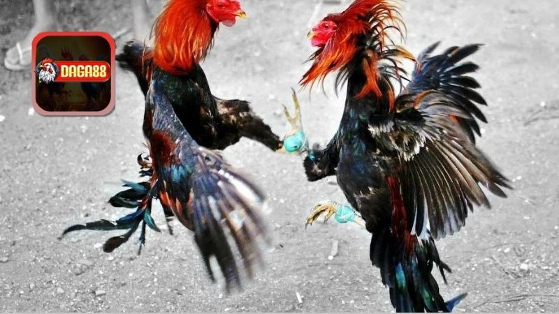 Những yếu tố hấp dẫn thu hút cược thủ của đá gà trực tiếp