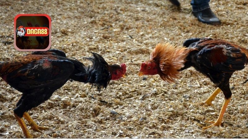 Bí ẩn màu sắc gà cú và ý nghĩa của chúng