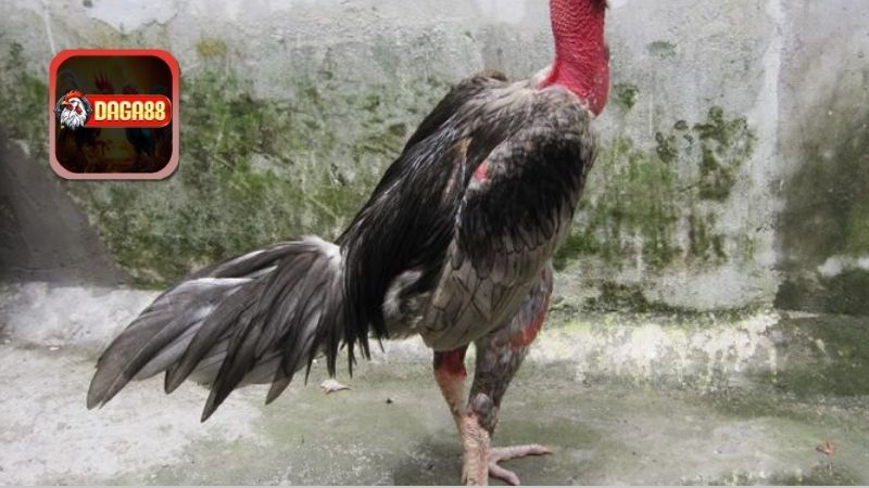 Chiến thuật và kỹ năng đánh đòn ở bên trong đá gà