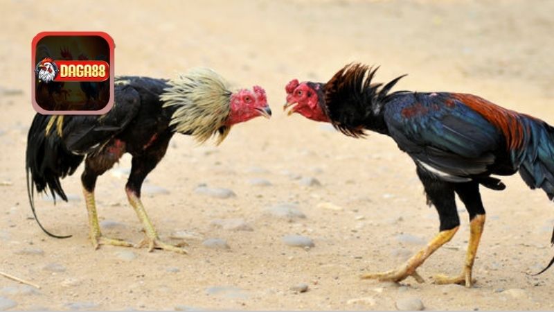 Đào tạo và chăm sóc để phát triển về kỹ năng