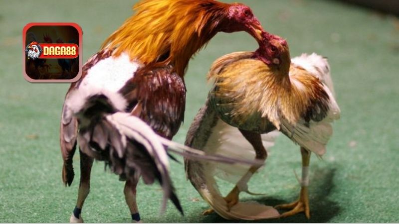 Khái Quát Về Gà Nhạn