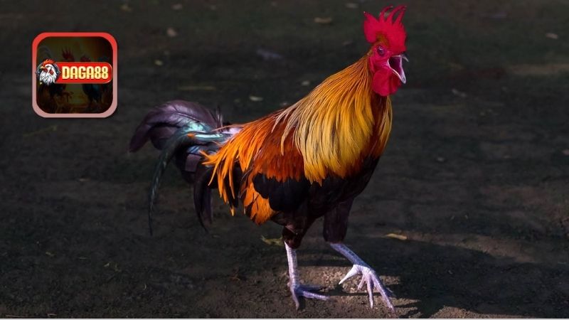 Đặc Điểm Nổi Bật Cụ Thể