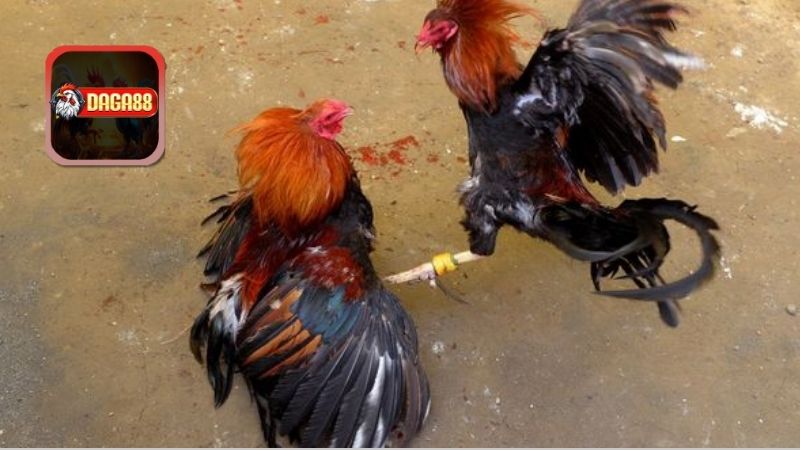 Đặc điểm nổi bật của gà nòi