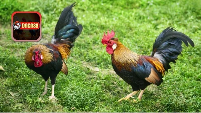 Tầm quan trọng của gà nòi ở trong nền văn hóa Việt Nam