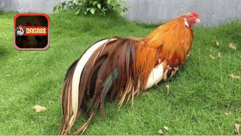 Nghệ thuật về chăm sóc và nuôi dưỡng gà tre