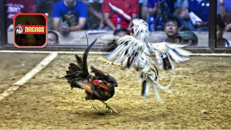 Đặc Điểm Nhận Dạng Các Giống Gà Đá Nổi Tiếng