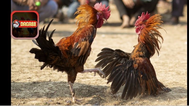 Kỹ Thuật Chọn Giống Gà Đá Tốt