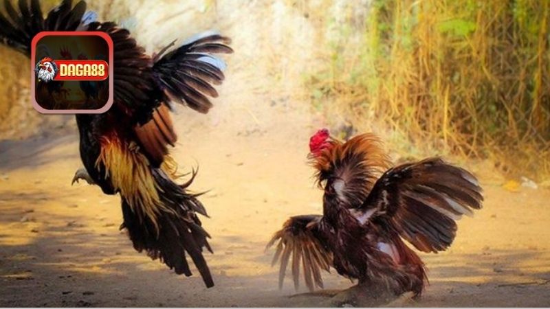 Kỹ thuật và chiến lược thi đấu