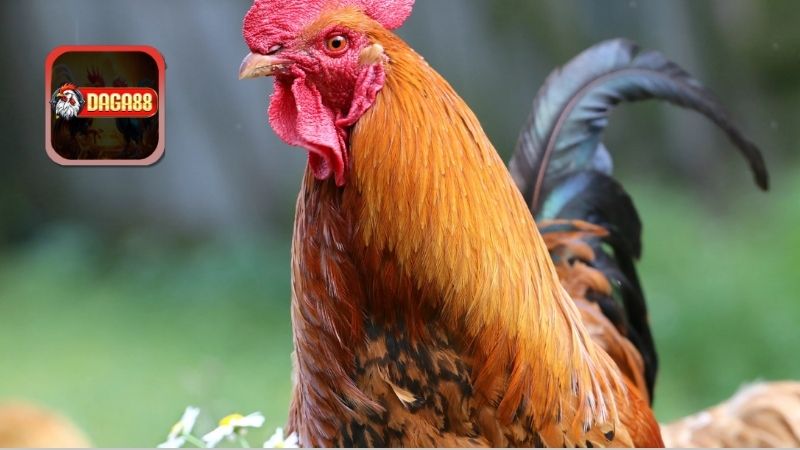 Khái Niệm Tập Lực Cho Gà Chọi
