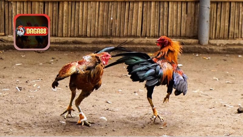 Cách Để Tập Lực Cho Gà Chọi