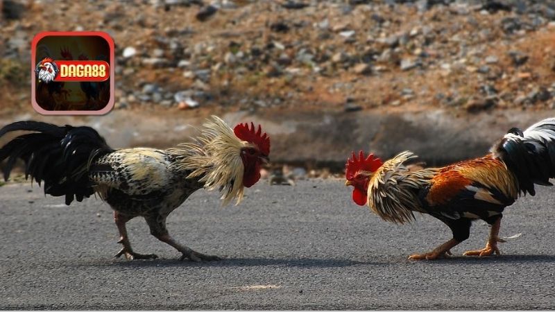 Tác Dụng Của Việc Thực Hiện Tập Lực Cho Gà Chọi