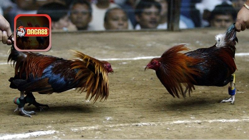 Mối Liên Hệ Giữa Vảy Và Tốc Độ
